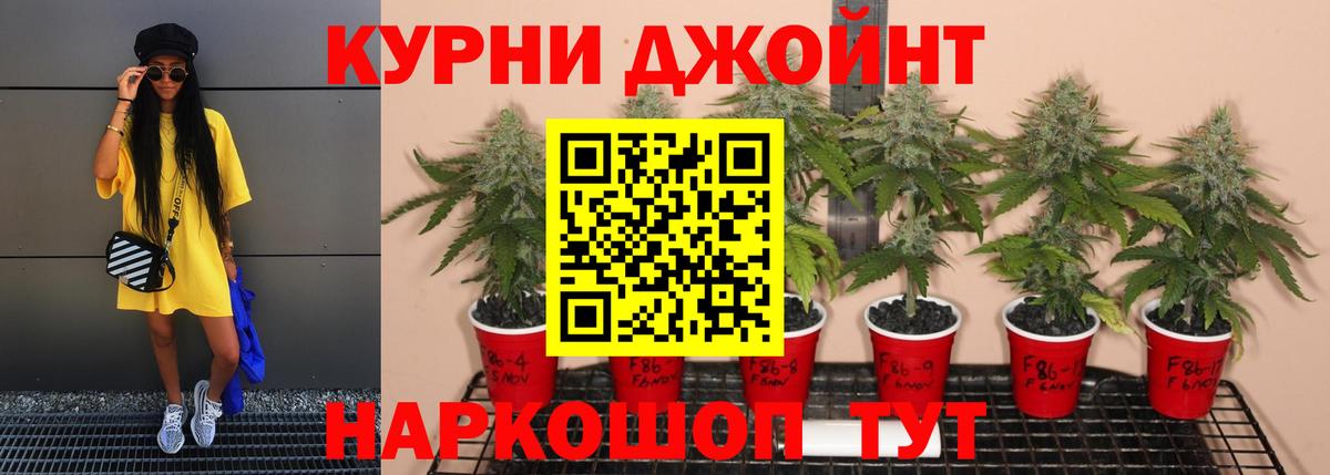 Каннабис план Волгоград